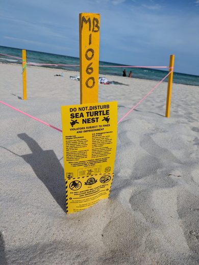 Miami Beach, Florida, a sea turtle nest · June 2025